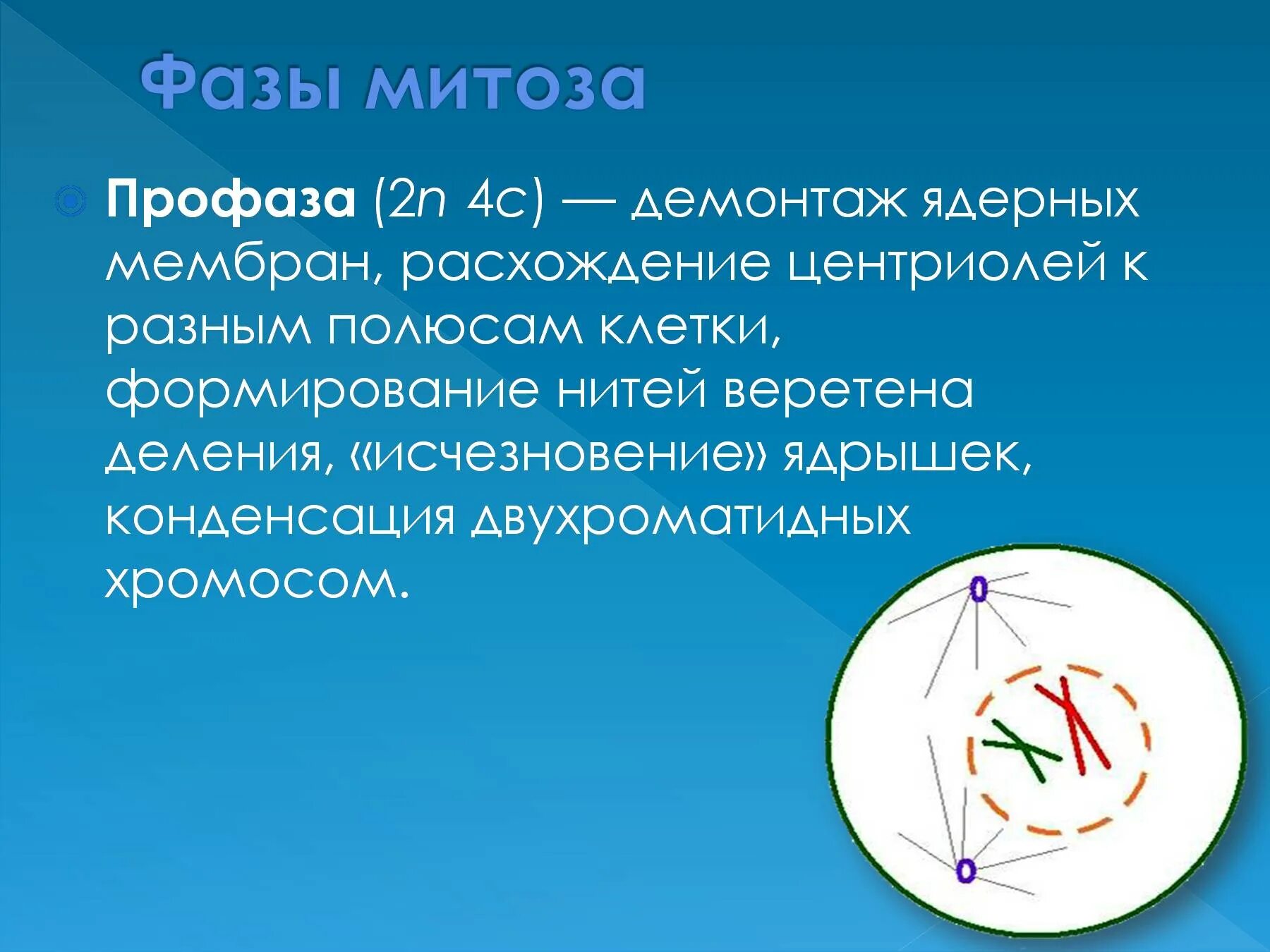 Двухроматидные хромосомы во время мейоза. Стадии профазы. Фазы профазы. Расхождение центриолей к разным полюсам клетки. Профаза 2.