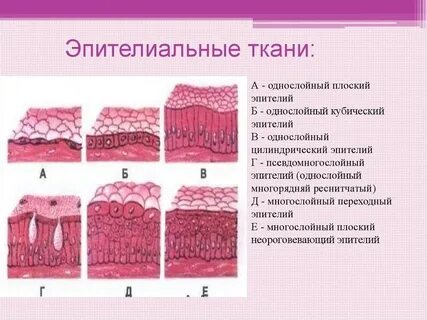 Какое строение эпителиальной ткани
