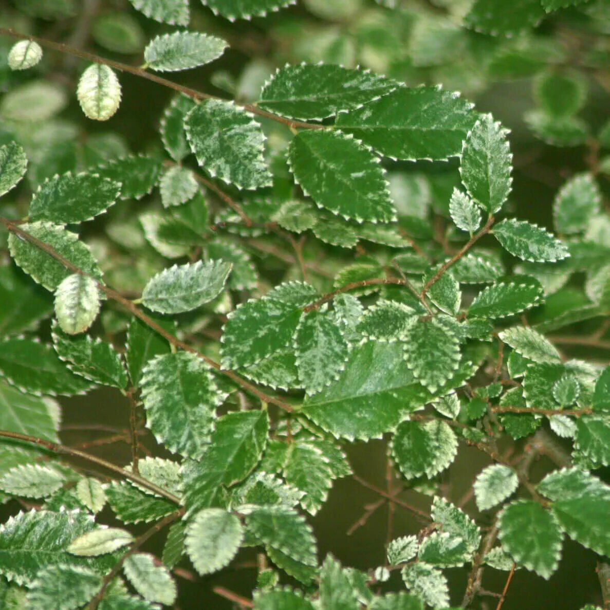 Вяз приземистый мелколистный. Вяз мелколистный Ulmus parvifolia. Вяз приземистый (Ulmus pumila l.). Вяз приземистый (мелколистный) (Ulmus pumila). Береза приземистая