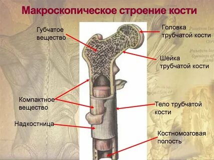Строение костей картинки