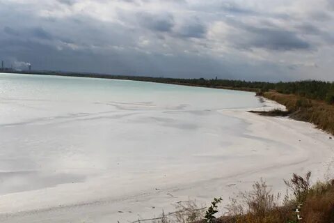 Бел березники