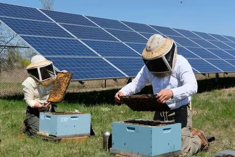 Honey solar
