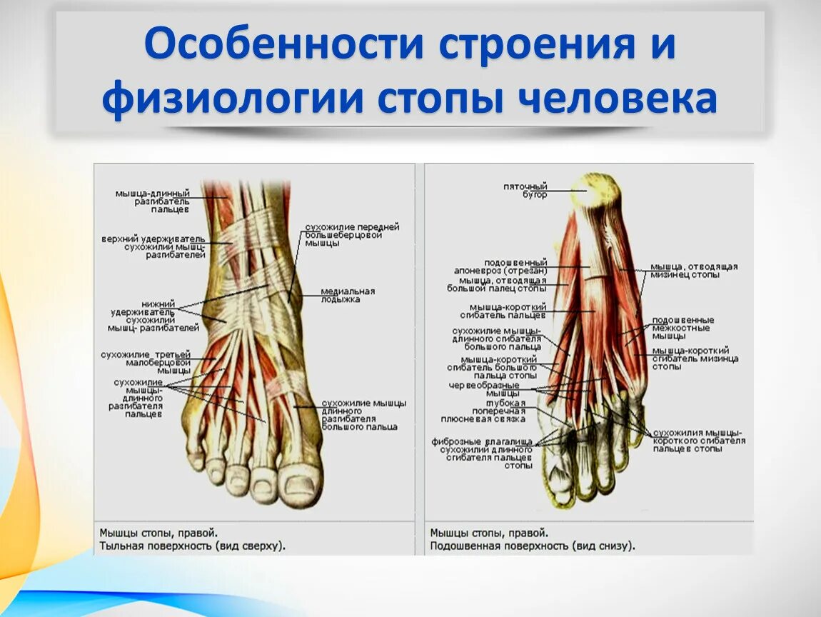 Фото стопы человека с названием. Строение стопы сбоку. Стопа ноги человека Анатомическое строение. Строение стопы кости мышцы и связки. Стопа анатомия строение мышцы.