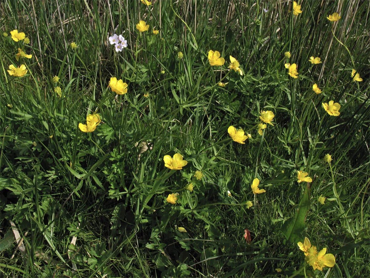 Лютик золотистый. Лютик золотистый Ranunculus auricomus. Лютик золотистый (Ranunculus auricomus l.). Лютик Уссурийский. Лютик золотистый стебель.