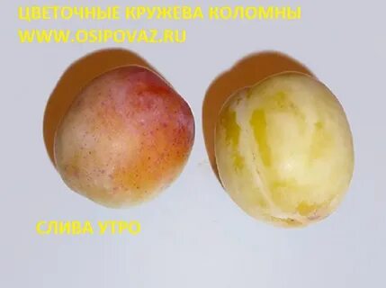 Слива сорт утро отзывы