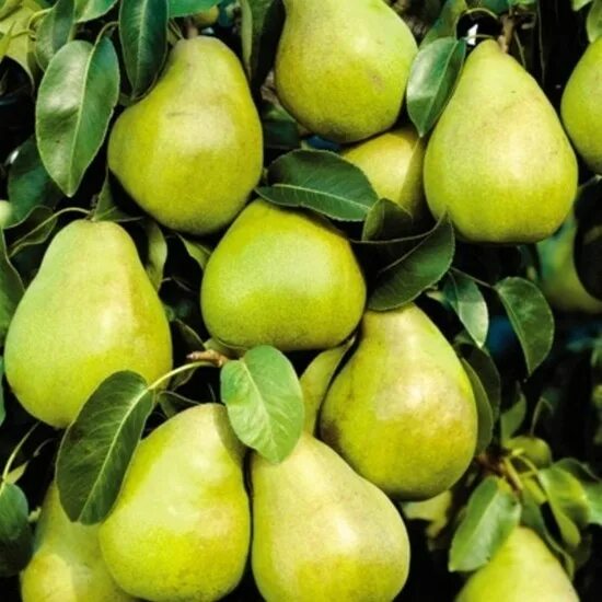 Груша кефир описание фото Buy Kieffer Pear Tree Plants & Trees Online Pixies Gardens Fruit trees, Pear, Tr