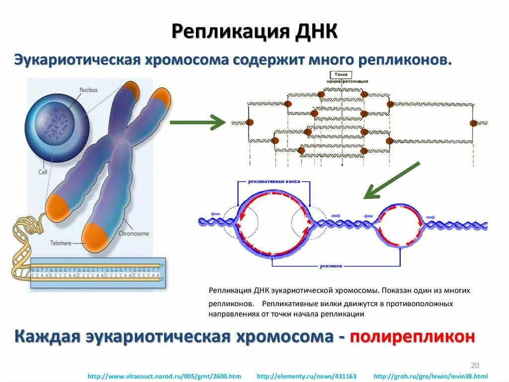 Эукариотическая клетка молекула днк. Типы репликация ДНК эукариот. Репликация структура клетки. Механизм репликации дезоксирибонуклеиновой кислоты. Схема репликации ДНК.