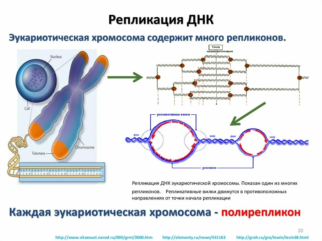 Днк с чего начинать. Репликация днк с дочерней цепью. Репликация биология схема. Репликация днк ферменты репликации. Как определяют днк.
