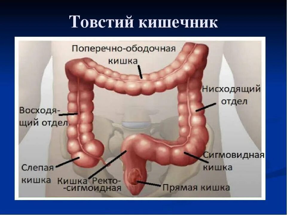 Сигмовидная кишка где находится и симптомы. Сигмовидная кишка где находится и симптомы