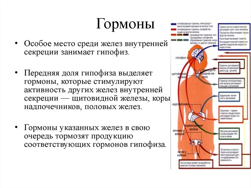 Гормоны где какие. Какие гормоны есть у человека в организме. Места выработки гормонов. Где какие гормоны вырабатываются.