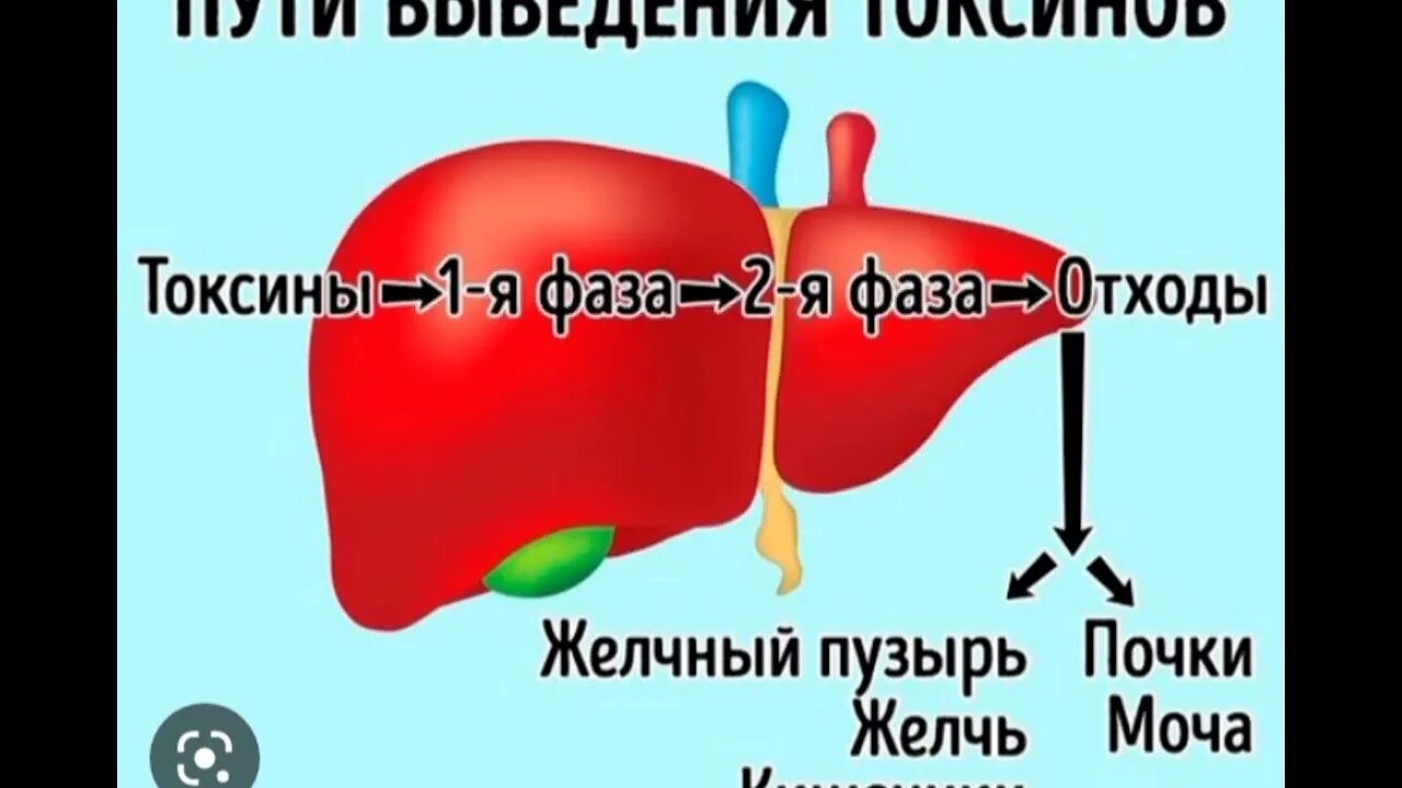 Смешная печень. Печень вывести токсины.