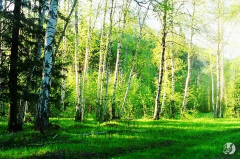 Березовая дубрава