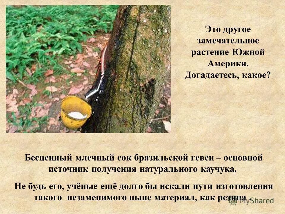 Растительный мир америки. Характерные растения южной америки. Растительный мир южной америки. Ростенияюжной америки. Растения северной и южной америки.