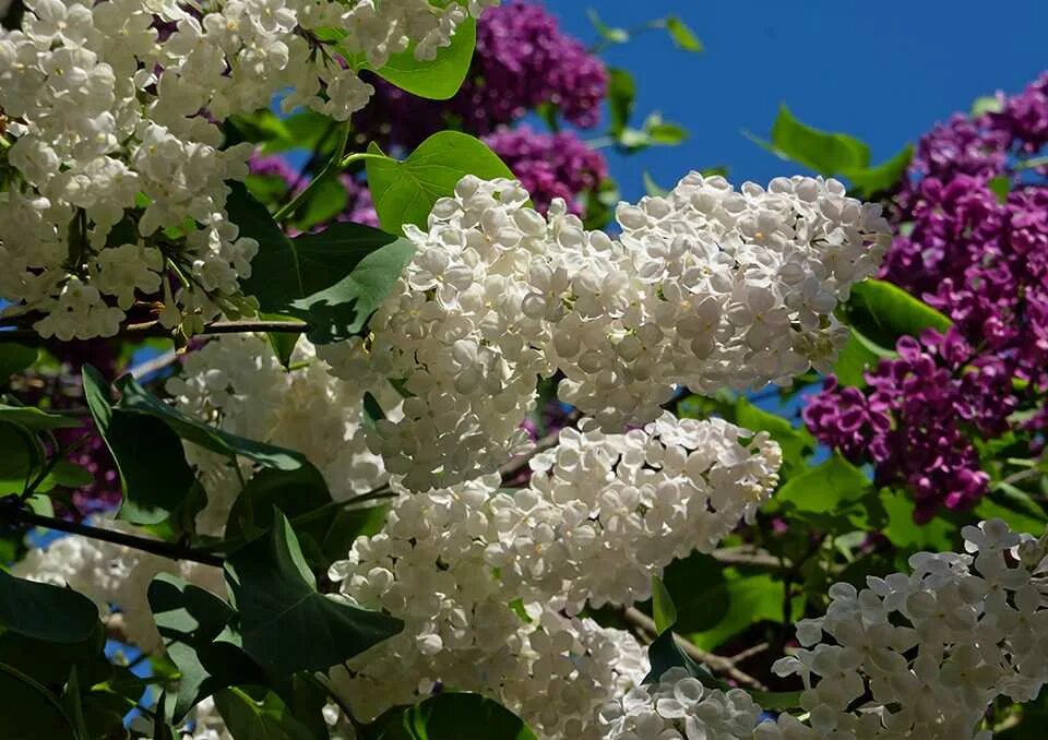 Видеть во сне сирень цветущую. Сирень белая и сиреневая. белая сирень в саду. сирень белая и фиолетовая. день сирени.