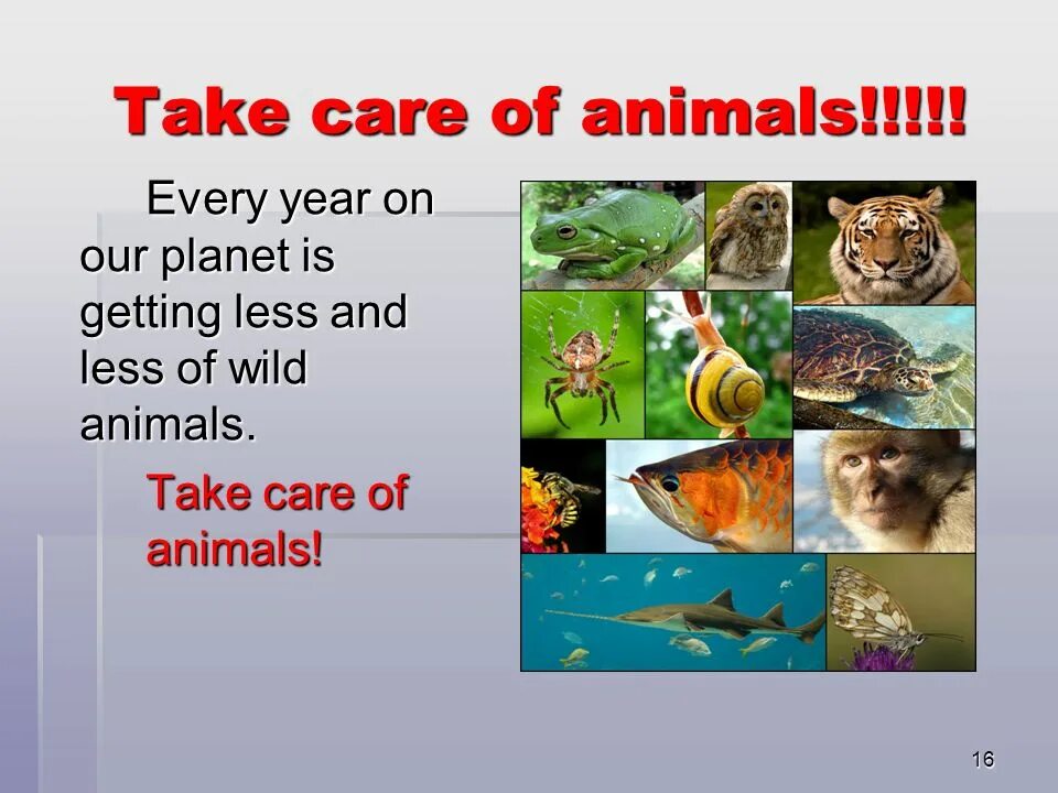 Animals презентация. Wild animals презентация для детей. Take Care of animals. Red book animals. Our endangered planet