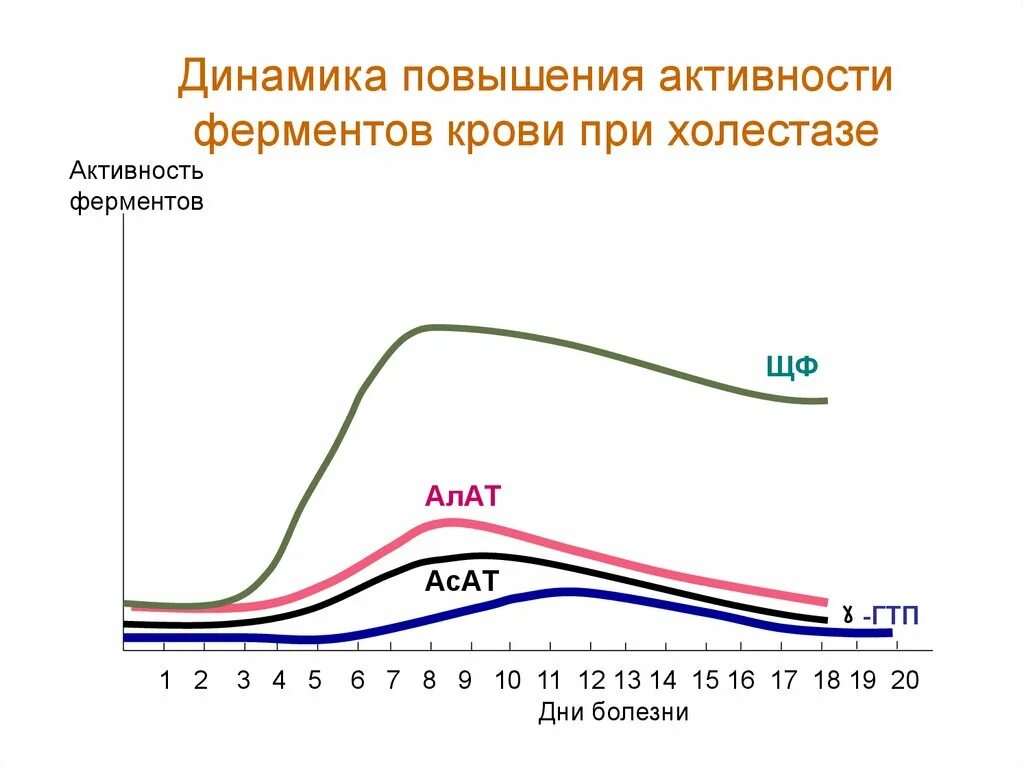 Уровень ферментов в крови. Динамика повышения. Активность ферментов крови норма. Ферменты повышающиеся при холестазе. Повышенная ферментативная активность.