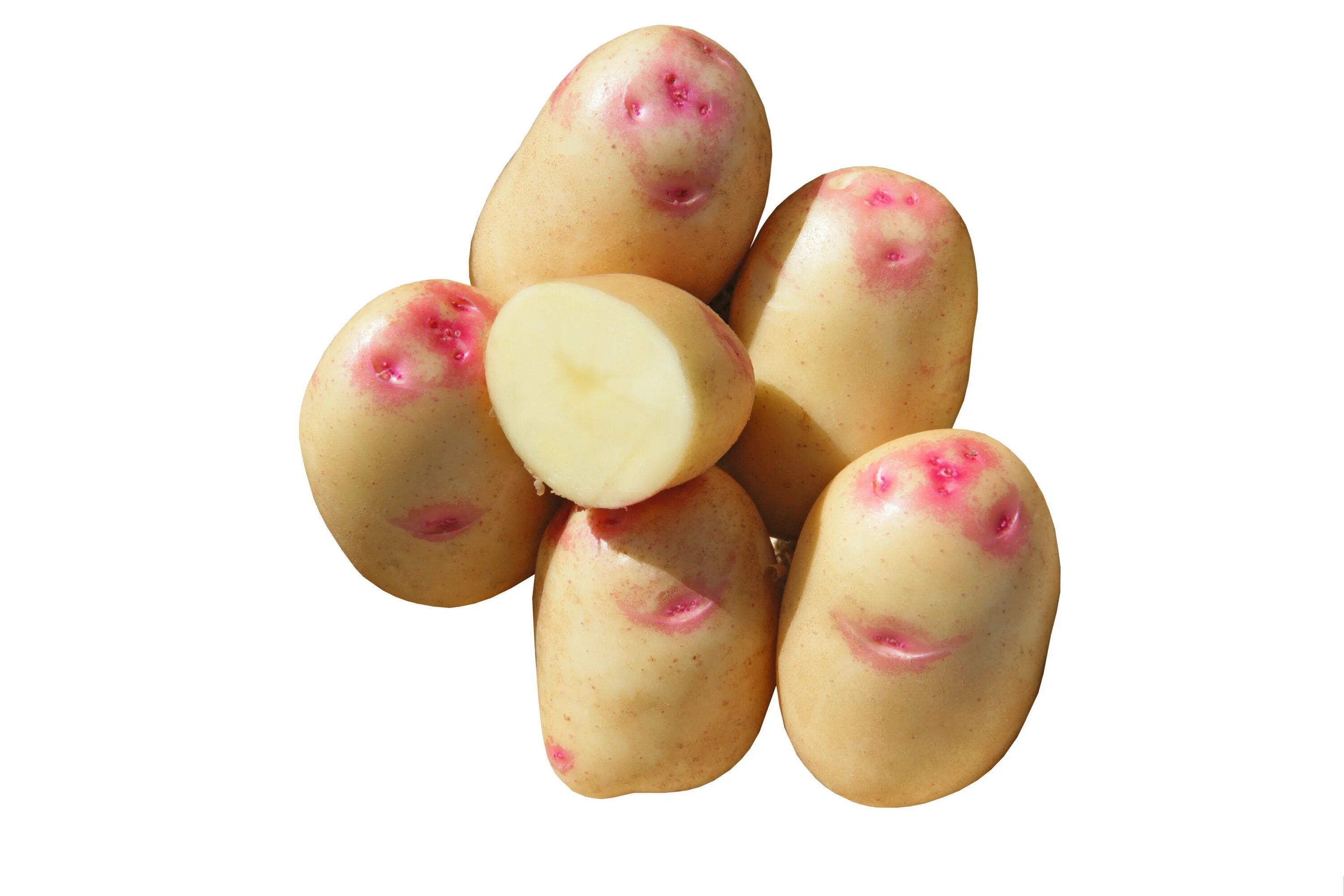 Какие семена картошки. Семенной картофель Пикассо. Сорт картофеля Пикассо. Картофель Пикассо семена. Картофель сорт Сесиль.