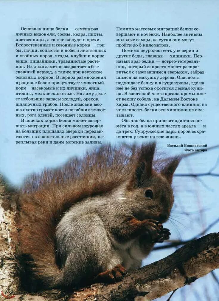 Векша по славянскому календарю. Славянский гороскоп по годам. Славянский гороскоп. Славянский гороскоп. Огненная векша белка.