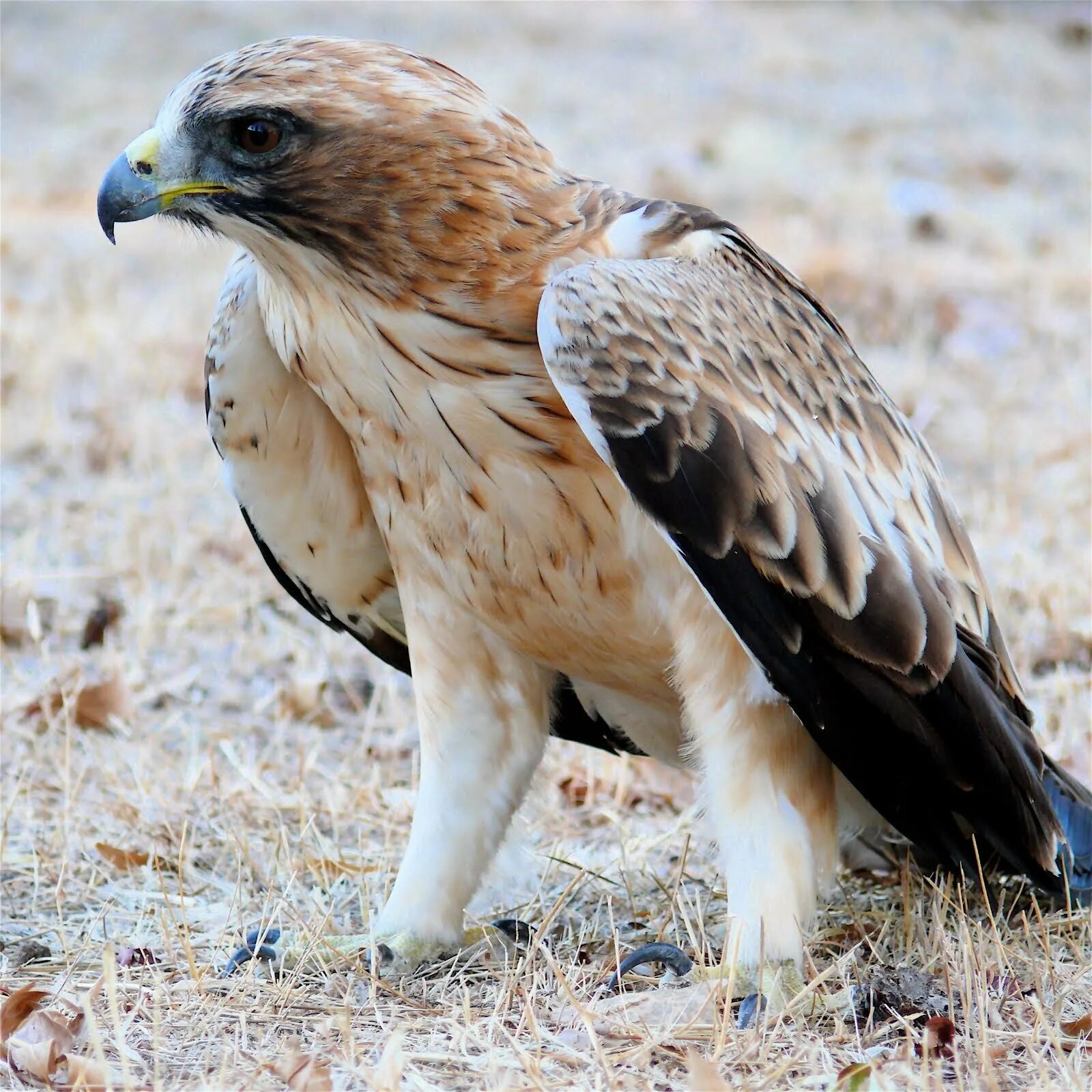 Орёл-карлик Hieraaetus pennatus. Канюк Сарыч обыкновенный. Орёл-карлик (Aquila pennata). Орел-карлик (лат. Hieraaetus pennatus). Крупная птица семейства