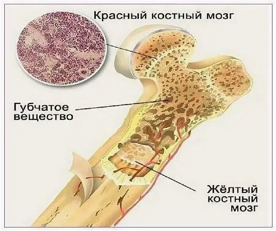 Красный костный мозг функции. Красный костный мозг и желтый костный мозг функции. Строение кости желтый костный мозг. Красный костный и желтый костный мозг. Содержит желтый костный мозг.