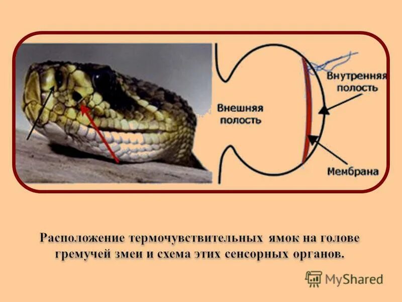 Воспринимаются термолокаторами некоторых пресмыкающихся