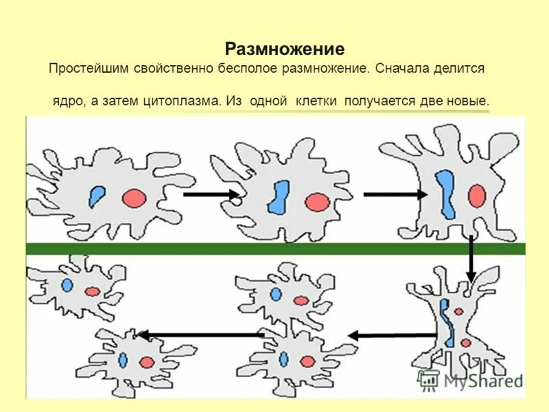 Размножение простейших. Размножение простейших животных. Размножение простейших схема. Бесполое размножение простейших.