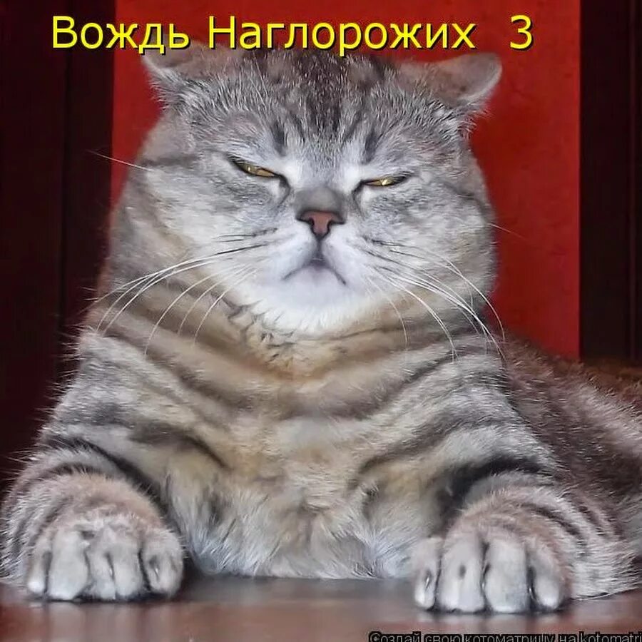 Выражение уже не тот. Серьезный кот. наглые коты с надписями. выражение кота.