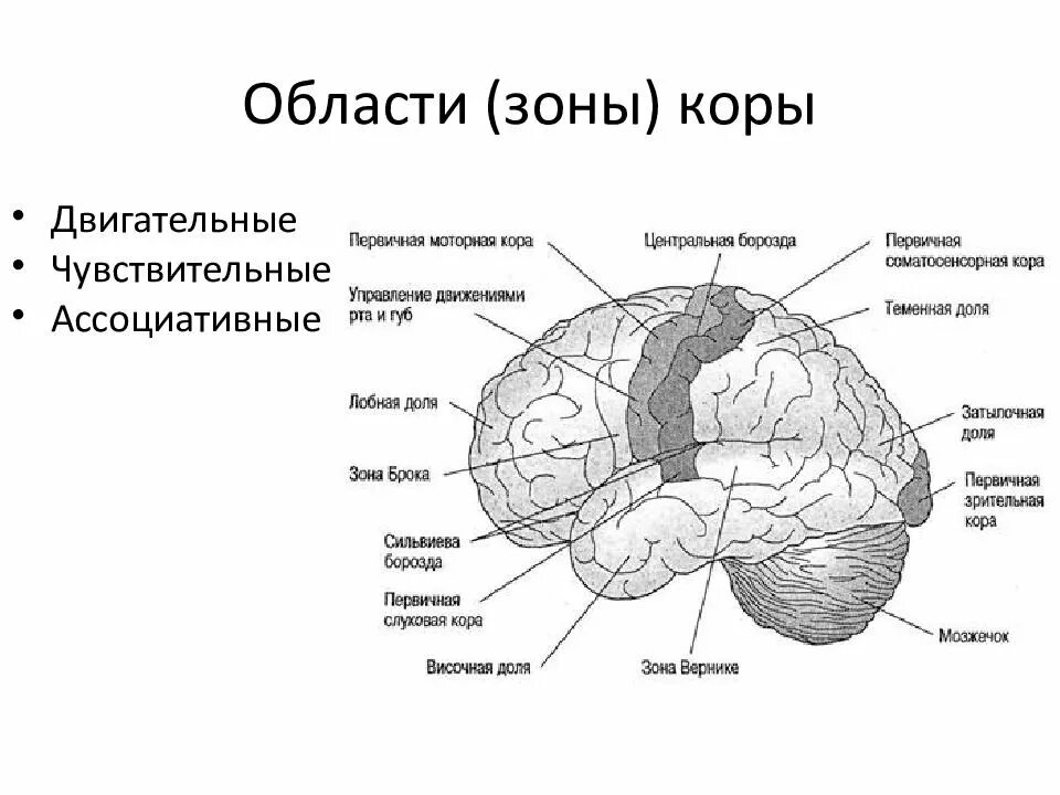 Проекционные зоны коры головного мозга таблица. Сенсорные ассоциативные и двигательные области коры. Функции зон коры больших полушарий головного мозга двигательная. Двигательные центры коры полушарий большого мозга. Наличие коры головного мозга