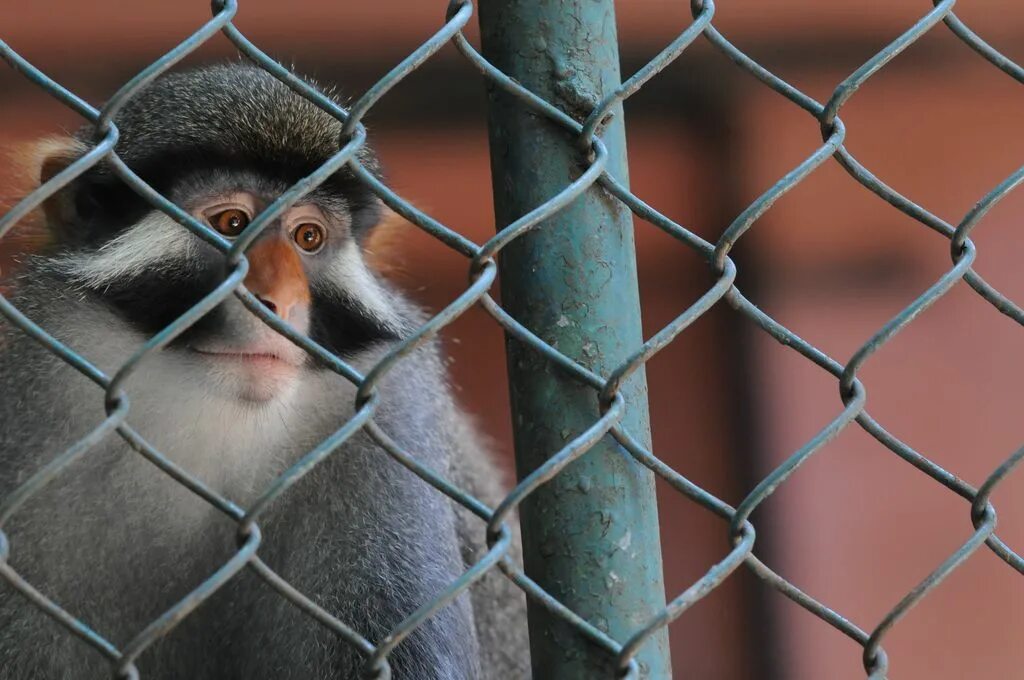 Лондонский зоопарк буклет. Why all zoos should be closed. Человек с обезьянкой. Benefits of zoos. The educational benefits of zoos.