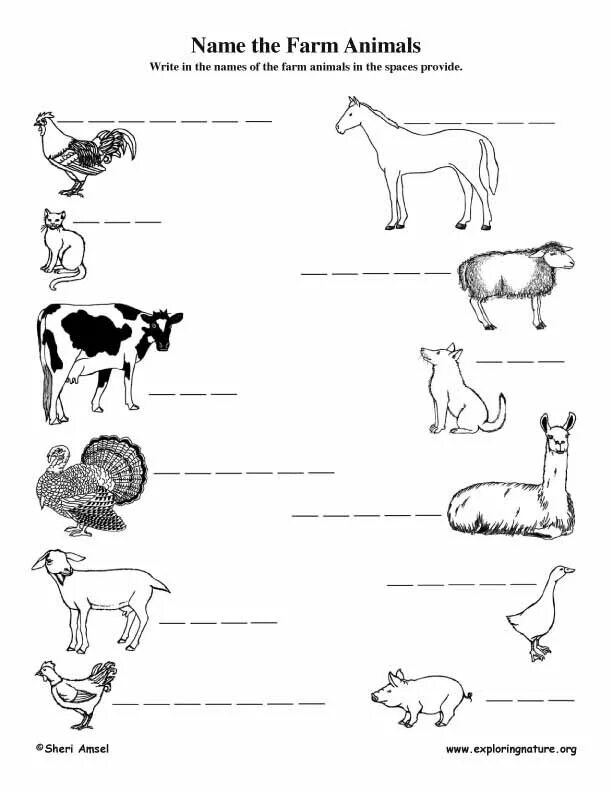 Write the names of the animals. Farm animals worksheets. farm animals names. farm animals worksheets for kids.