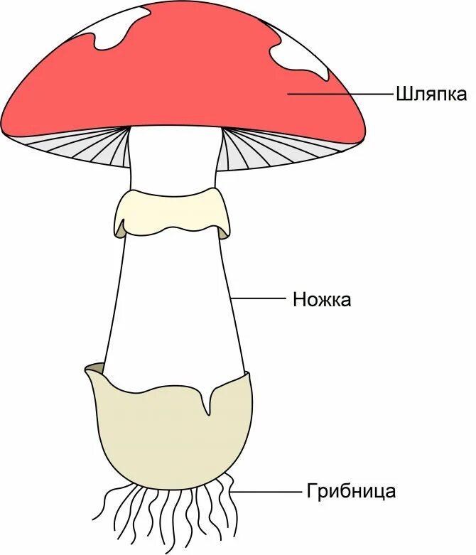 Материал гриба. Гриб строение шляпочного гриба. структура шляпочного гриба. шляпочные грибы грибница. строение шляпочного гриба.