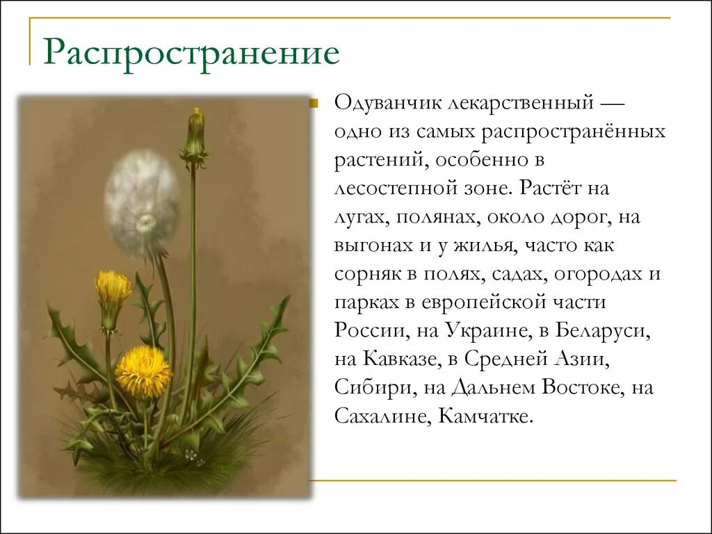 Одуванчик лекарственный распространение. Одуванчик распространенность. Распространенность растения одуванчик. Одуванчик лекарственное растение. Текст описание про одуванчик 3