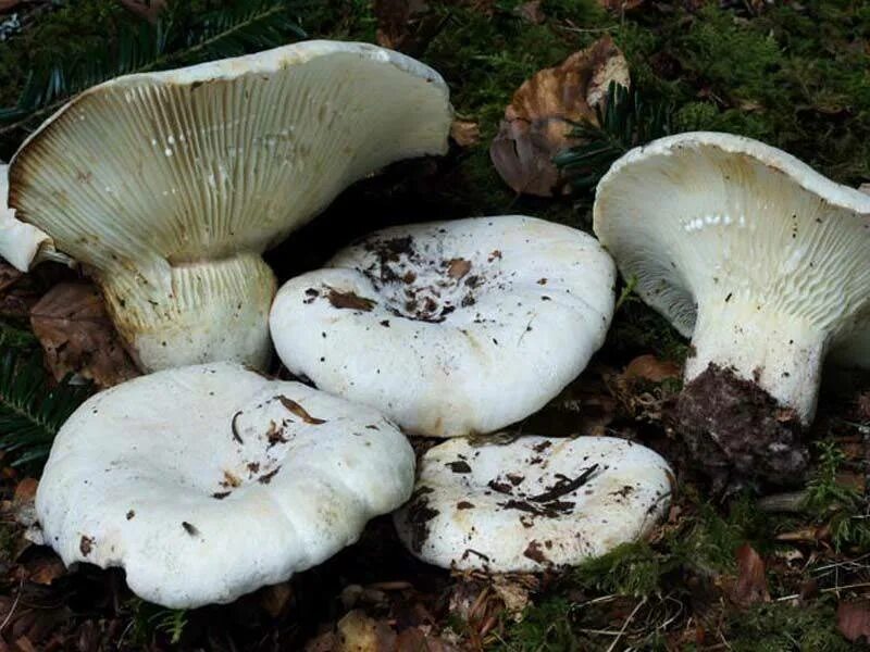 Заготовка груздей 5 букв. Груздь скрипица. Скрипица Lactarius vellereus.. Скрипица гриб. Скрипица гриб съедобный.