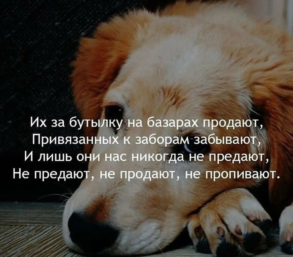 Люди и животные. Люди добрые. Дети инвалиды и животные. Хатико самый верный друг. Собака друг человека.