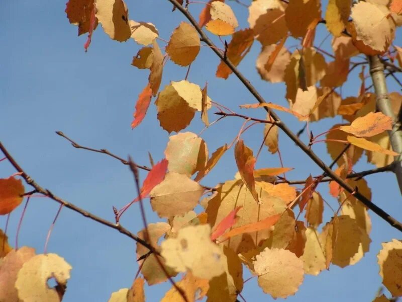 Лист осины. Листья тополя осенью. Листья осины осенью. Осенний осиновый лист. Осинка листья осенью