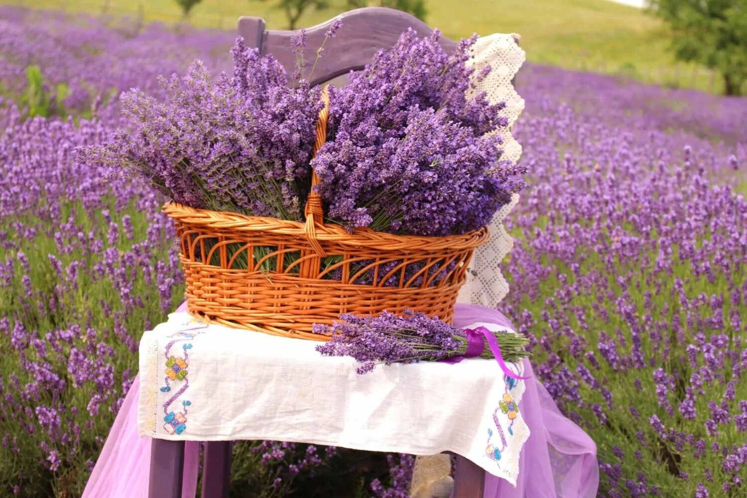 Лаванда узколистная / lavandula angustifolia "ellagance pink". Цветы "лаванда горная". Лаванда узколистная гроссо. Со лаванда. Цветы "лаванда горная".