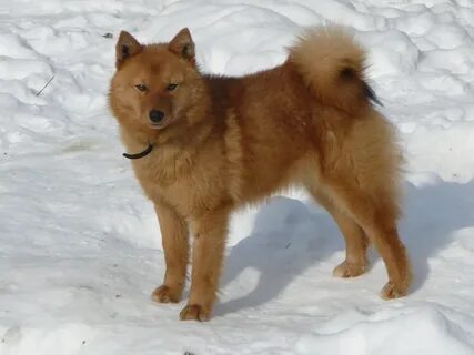 Кфл