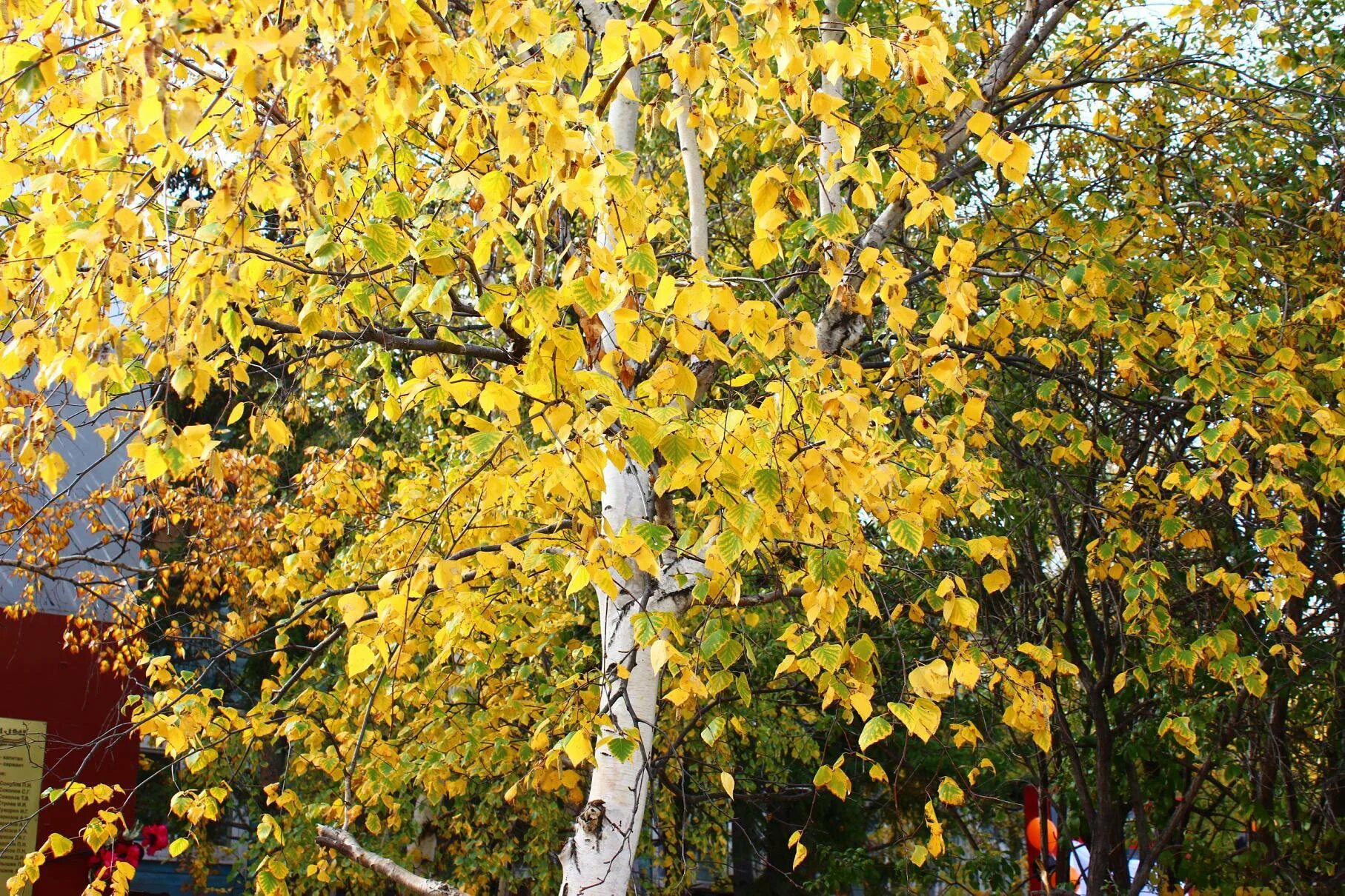 Пожелтели березки. Береза желтая Betula lutea. Береза желтая (Betula costata). Желтая береза дальнего Востока. Береза осенью.