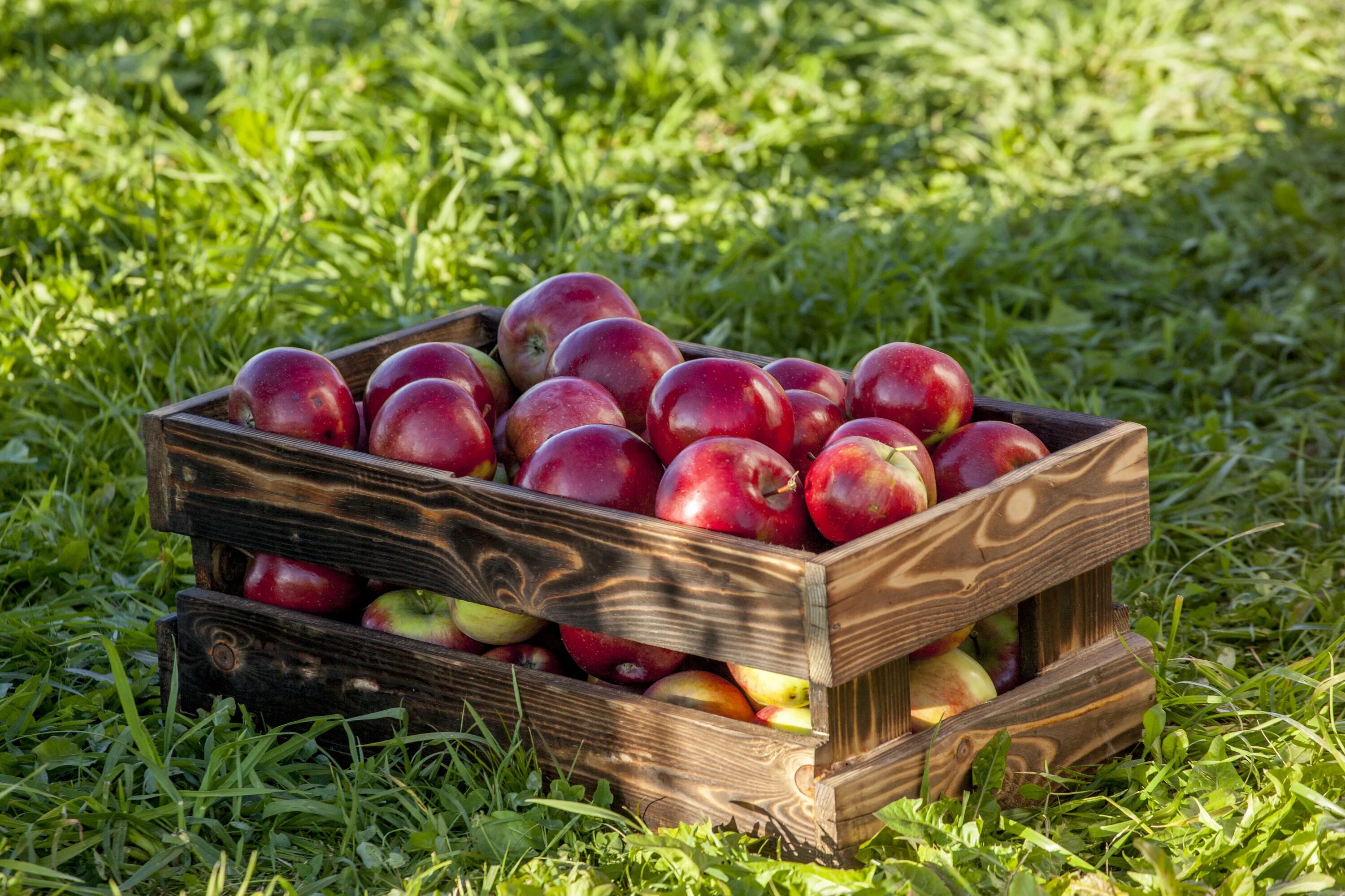 Ящик с яблоками. Фрукты в ящике. Яблоки в деревянном ящике. Яблоки в саду.