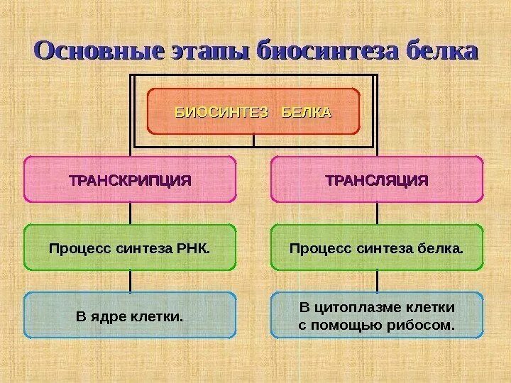 Стадии биосинтеза. Основные этапы биосинтеза белка кратко. Перечислите основные этапы биосинтеза белка. Основные этапы синтеза белка таблица.