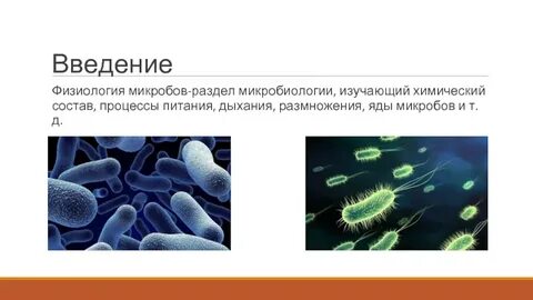 Физиология микроорганизмов