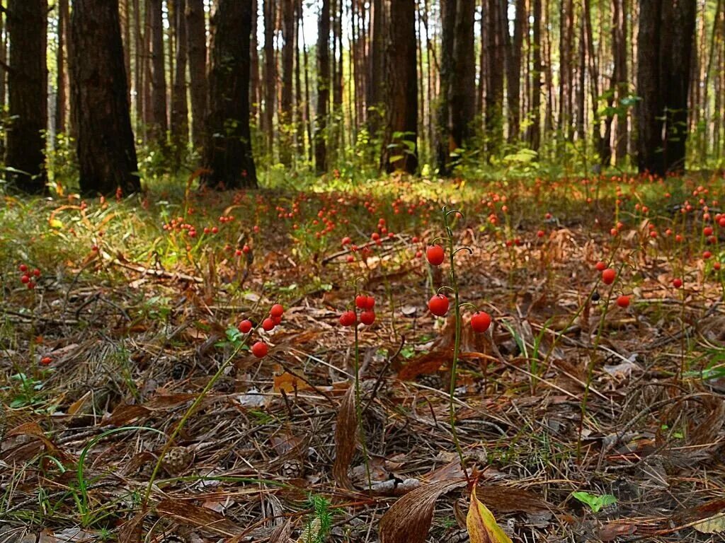 Серые лесные почвы природная зона. Зона широколиственных лесов почва. Смешанные леса дальнего востока презентация. Широколиственный лес тип почвы. Подзолистая почва тайги в россии.