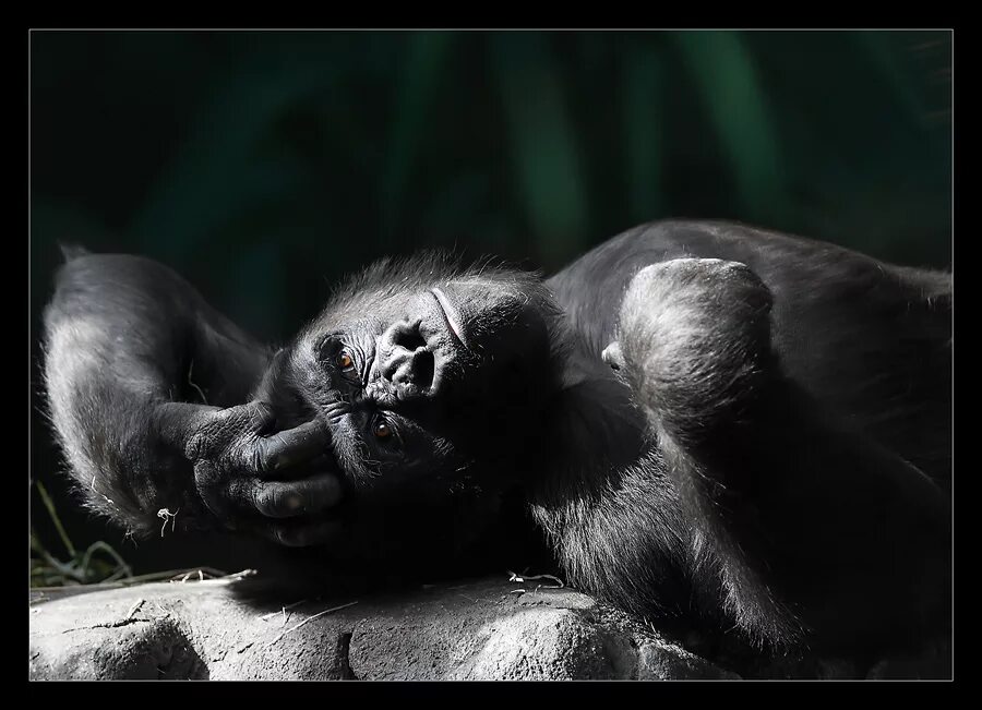 Горилла ночью на кухне маска. Сонная горилла. Горилла во сне.