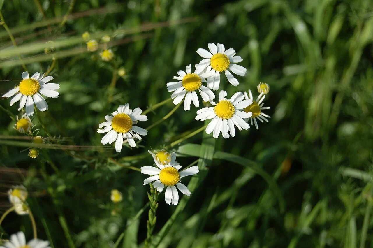 Ромашка крепит. Матрикария хамомилла. chamomilla (хамомилла) ромашка аптечная. ромашка (matricaria chamomilla l.). ромашка стефания.