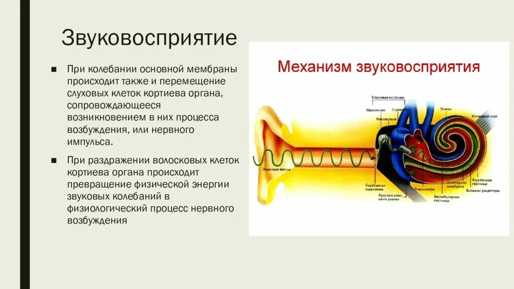 Функции звука