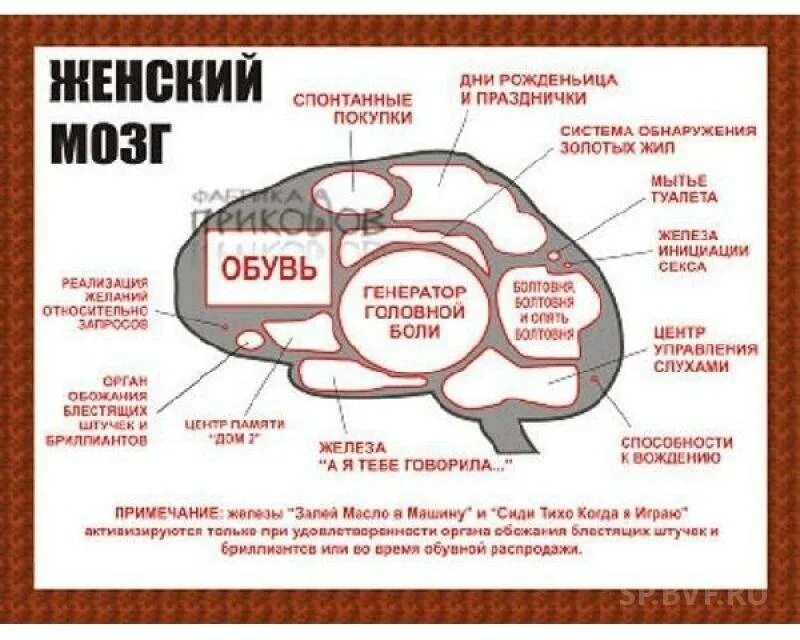 Опасно есть мозги. Мозг женщины. Мозг мужчины. Мужской и женский мозг. Мозг женщины прикол.