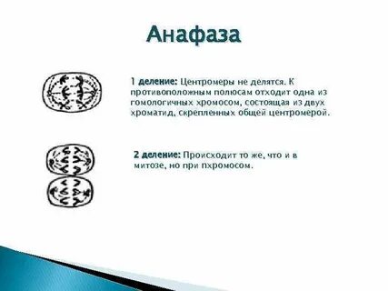 Какой набор в анафазе митоза