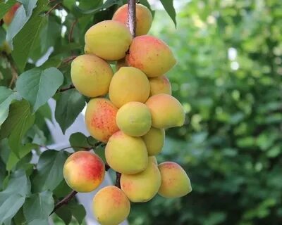 Описание колоновидных сортов персика