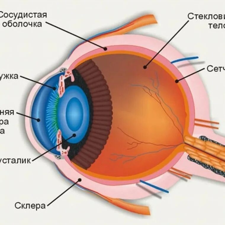 Как выглядит хрусталик человека. Центральная ямка желтое пятно сетчатки. центральная ямка сетчатки глаза. строение глаза человека макула. строение глаза человека слепое пятно.
