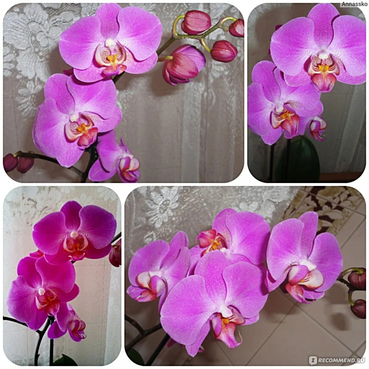 Фаленопсис Юкка Орхидея. Орхидея сорт Юкка. Определить сорт орхидеи. Тестовые сорта орхидей. Как отличить орхидею